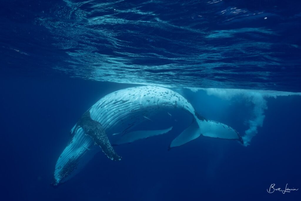 A mature male humpback whale near Vava'u, Tonga